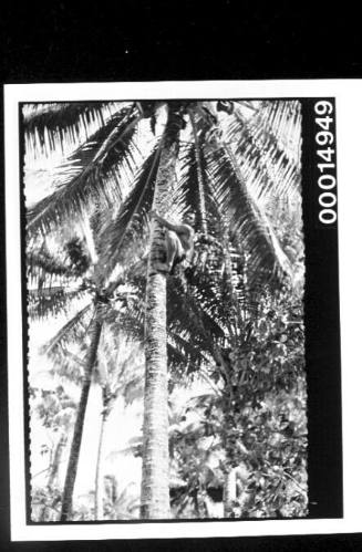 Climbing a tall coconut palm, Bora Bora
