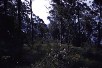 Image taken at 59 Pindari Place Bayview NSW on Queens Birthday June 1960 looking north east