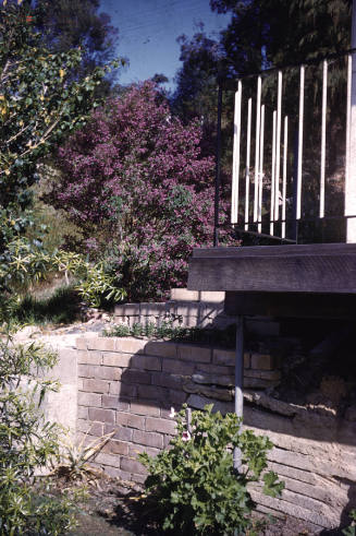 Image of mint bush beside a house