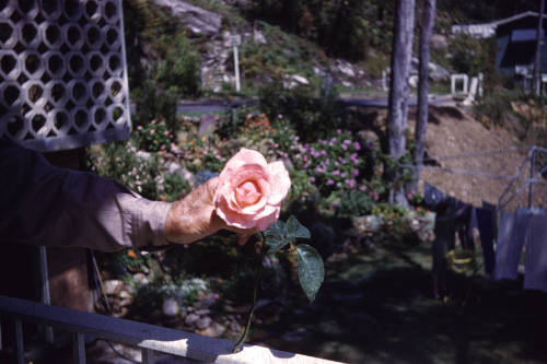 Image of pink AHL rose