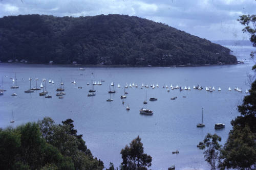 Image of large group of yachts in a race