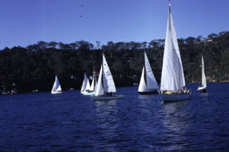 Sailboat race Pittwater