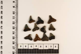 Bag of 11 fossilised shark teeth