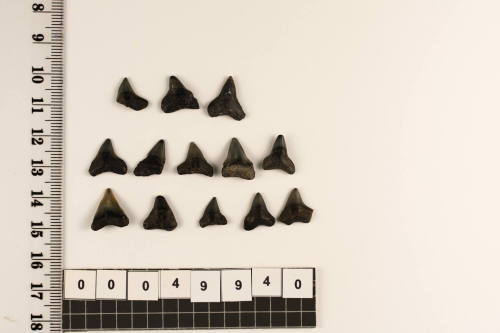 Bag of 13 fossilised shark teeth