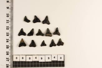 Bag of 13 fossilised shark teeth