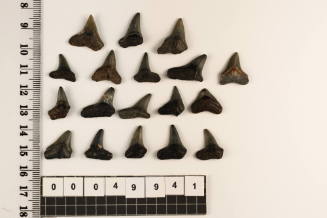 Bag of 18 fossilised shark teeth