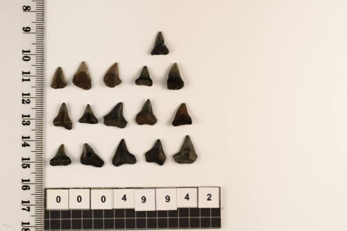 Bag of 16 fossilised shark teeth