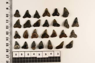 Bag of 27 fossilised shark teeth