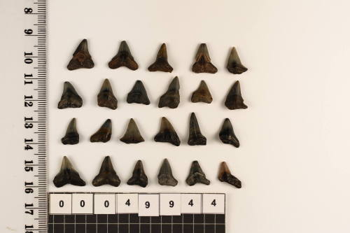 Bag of 23 fossilised shark teeth