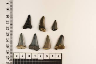 Bag of 7 fossilised shark teeth