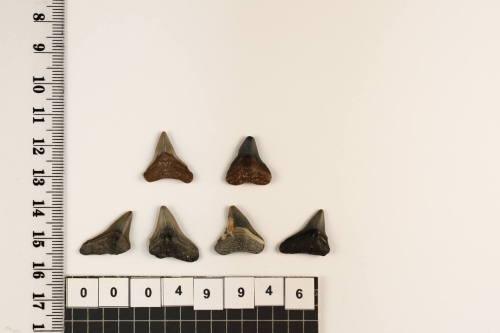 Bag of 6 fossilised shark teeth