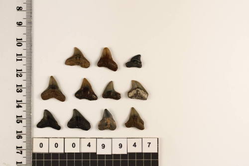 Bag of 11 fossilised shark teeth