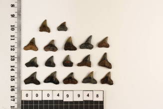 Bag of 17 fossilised shark teeth