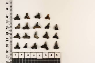 Bag of 19 fossilised shark teeth