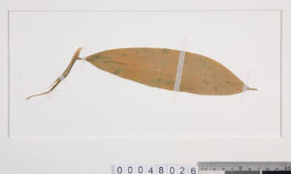 Pressed leaf specimen