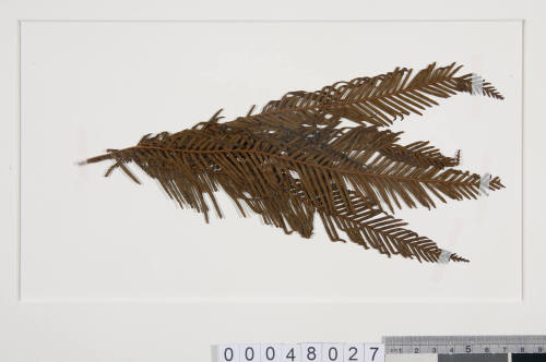 Pressed leaf specimen