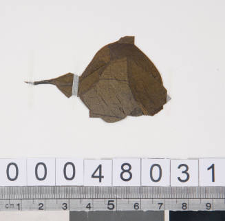 Pressed leaf specimen