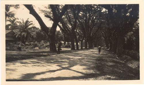 Photograph depicting a tropical landscape in Rabaul