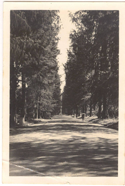 Casuarina Avenue, Rabaul, 1940, before the Japanese invasion