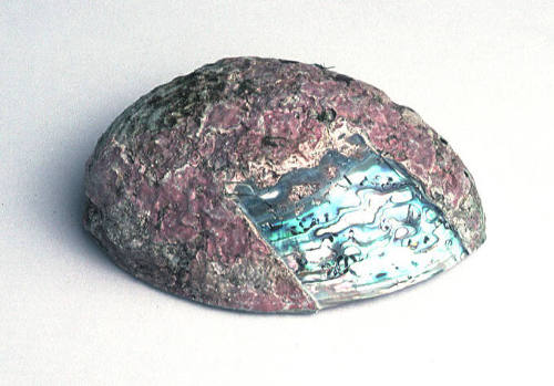 Paua shell with part of its out surface removed to reveal the nacre beneath