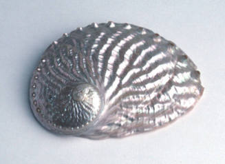 Dressed abalone shell showing the nacre