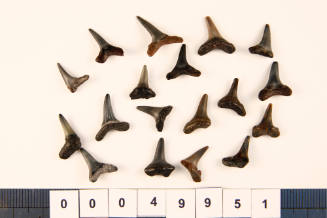 Bag of 18 fossilised shark teeth