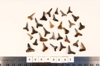 Bag of 31 fossilised shark teeth
