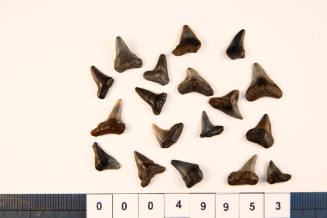Bag of 18 fossilised shark teeth