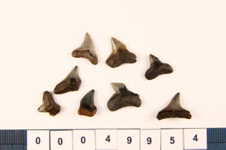 Bag of 8 fossilised shark teeth