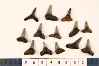 Bag of 13 fossilised shark teeth