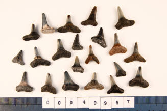 Bag of 21 fossilised shark teeth