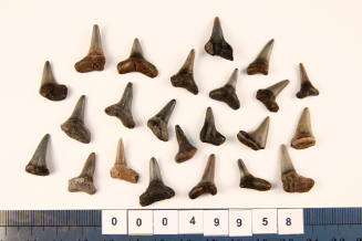 Bag of 23 fossilised shark teeth