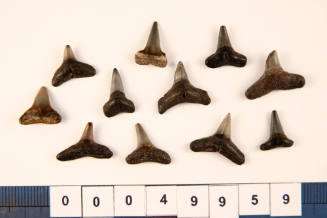 Bag of 11 fossilised shark teeth