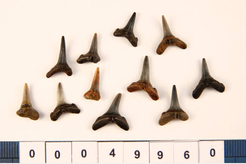 Bag of 11 fossilised shark teeth