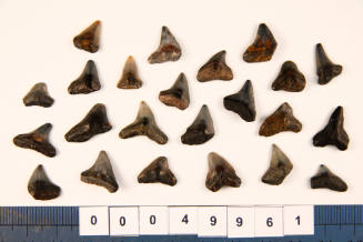 Bag of 23 fossilised shark teeth