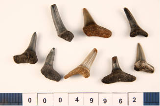 Bag of 8 fossilised shark teeth