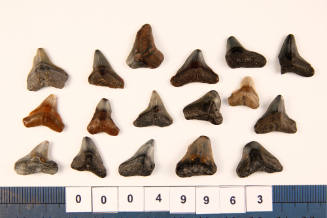 Bag of 17 fossilised shark teeth