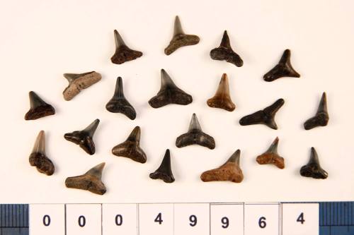 Bag of 20 fossilised shark teeth