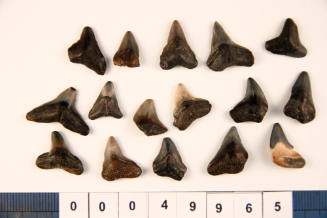 Bag of 16 fossilised shark teeth