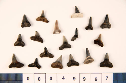 Bag of 18 fossilised shark teeth