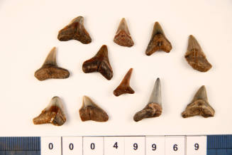 Bag of 11 fossilised shark teeth