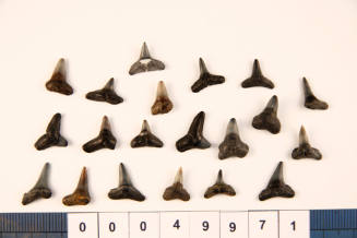 Bag of 20 fossilised shark teeth