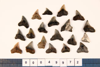 Bag of 20 fossilised shark teeth