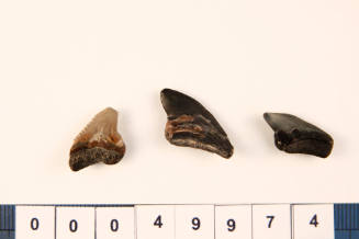 Bag of 3 fossilised shark teeth