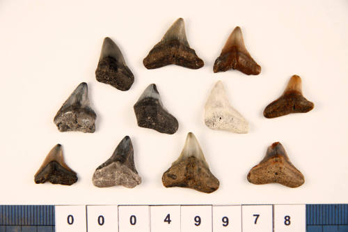 Bag of 11 fossilised shark teeth