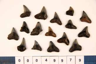 Bag of 16 fossilised shark teeth