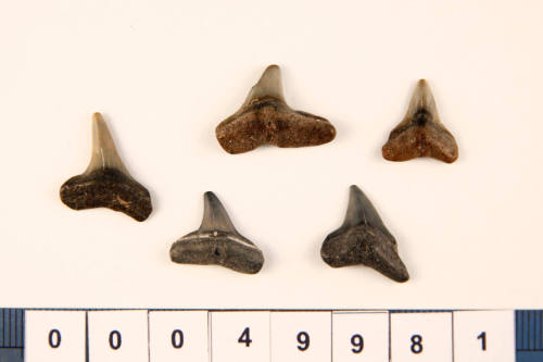 Bag of 5 fossilised shark teeth