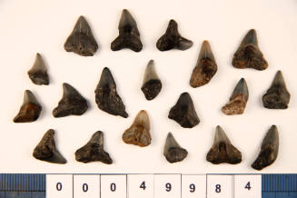 Bag of 19 fossilised shark teeth