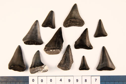 Bag of 11 fossilised shark teeth