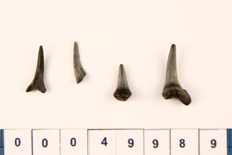 Bag of 4 fossilised shark teeth